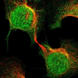 ZNF184 Antibody, Novus Biologicals:Antibodies:Primary Antibodies